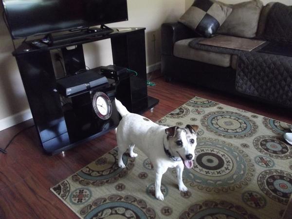 Housesitting assignment in Casselberry, FL, United States