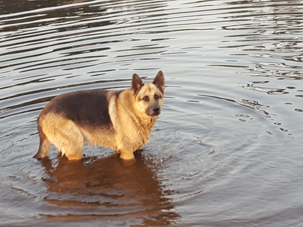 Housesitting assignment in Sandy, Oregon, United States