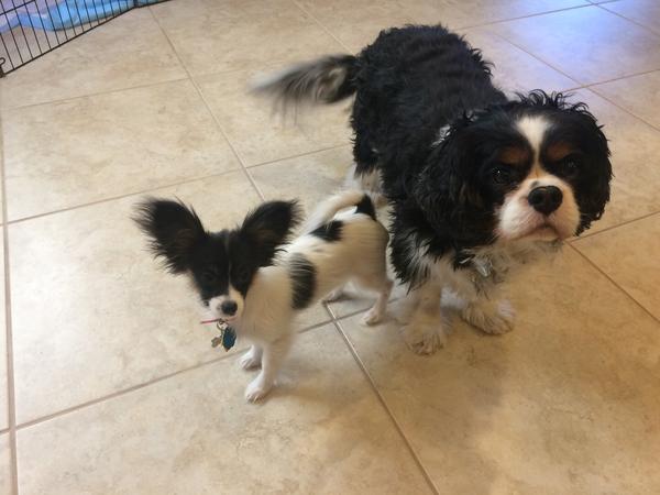 Housesitting assignment in Las Vegas, NV, United States