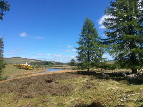 Housesitting assignment in Forfar, United Kingdom