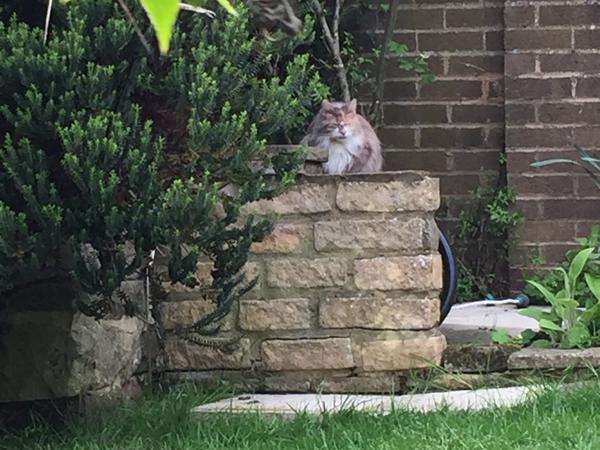 Housesitting assignment in Swindon, United Kingdom