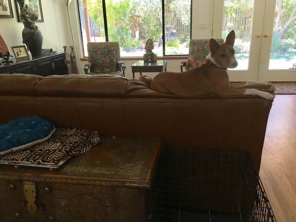 Housesitting assignment in Sacramento, CA, United States