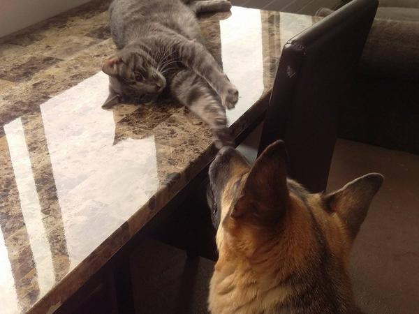 Housesitting assignment in Denver, Colorado, United States