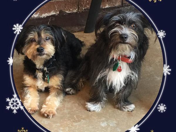 Housesitting assignment in Grange, South Australia, Australia