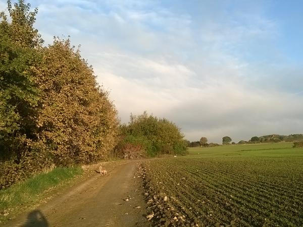Housesitting assignment in Barnsley, United Kingdom