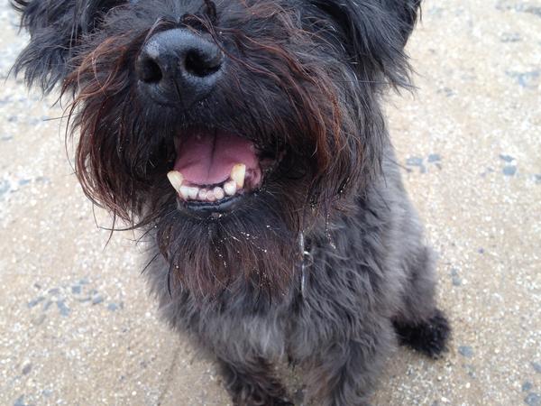 Housesitting assignment in Swansea, United Kingdom