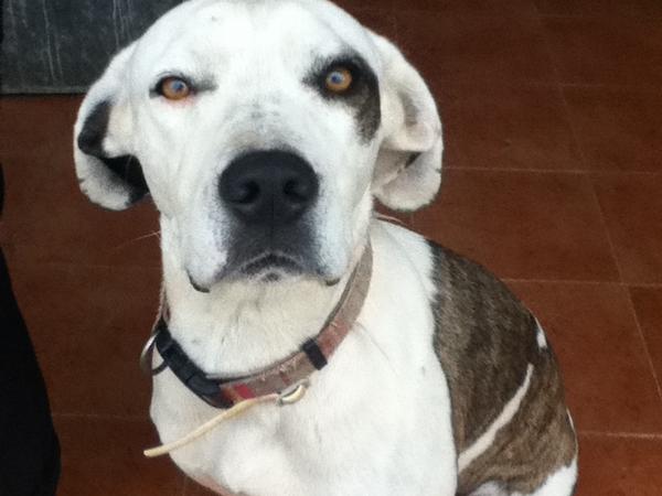 Housesitting assignment in Silves, Portugal