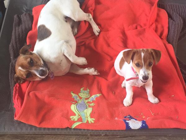 Housesitting assignment in Warrandyte South, VIC, Australia