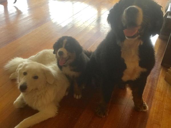 Housesitting assignment in Ashmore, Queensland, Australia