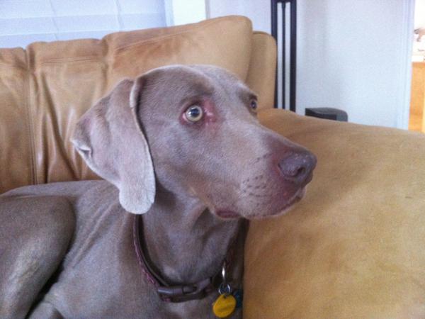 Housesitting assignment in Austin, Texas, United States