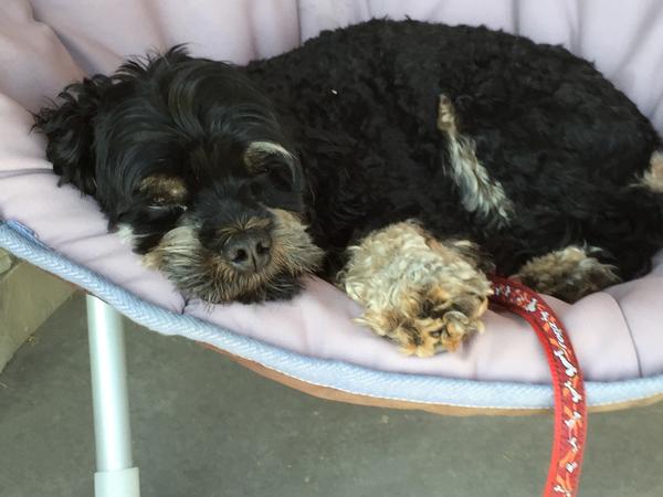 Housesitting assignment in Lethbridge, Alberta, Canada