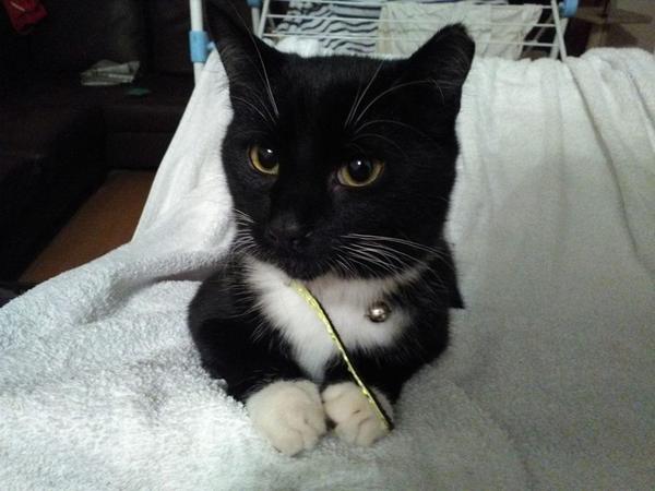 Housesitting assignment in Newbridge, Ireland