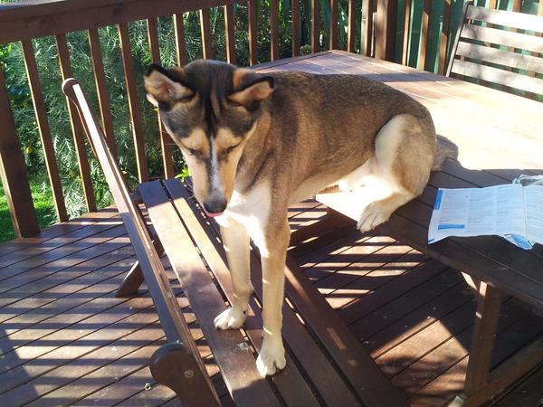 Housesitting assignment in Winston Hills, New South Wales, Australia