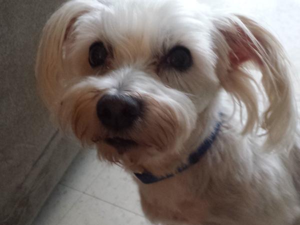 Housesitting assignment in Kitchener, ON, Canada