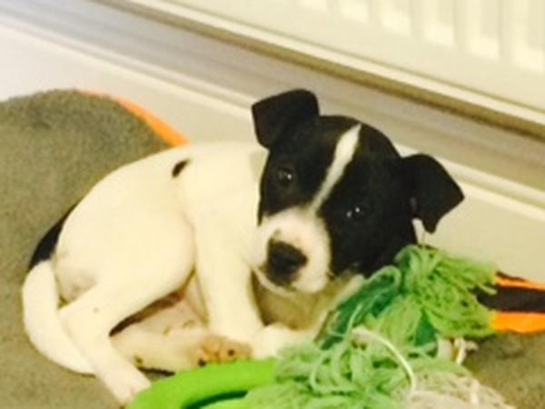Housesitting assignment in Pocklington, United Kingdom