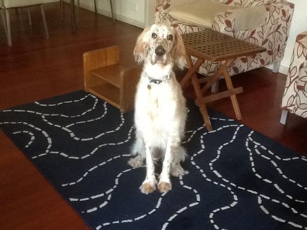 Housesitting assignment in Sydney, New South Wales, Australia