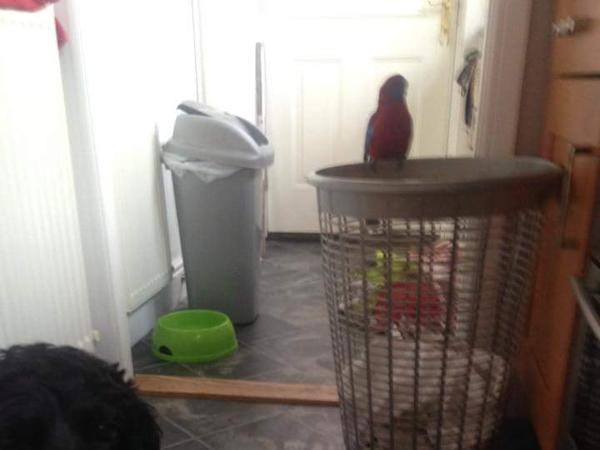 Housesitting assignment in Dunbar, United Kingdom
