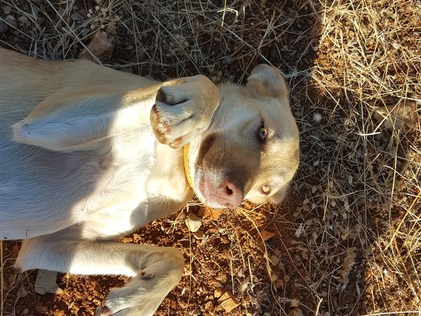 Housesitting assignment in Faro, Portugal