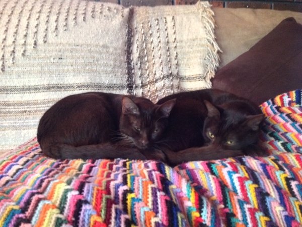 Housesitting assignment in Melbourne, Victoria, Australia