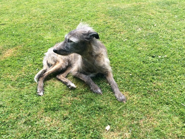Housesitting assignment in Royston, United Kingdom