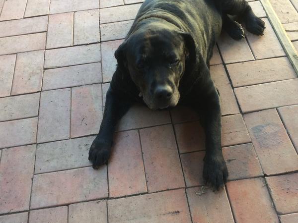 Housesitting assignment in Charmhaven, New South Wales, Australia