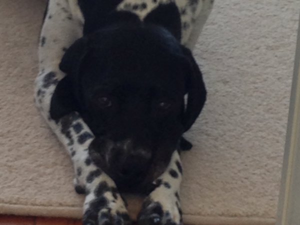 Housesitting assignment in Stanmore Bay, New Zealand
