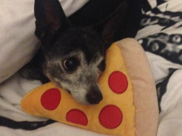 Housesitting assignment in Pittsburgh, PA, United States