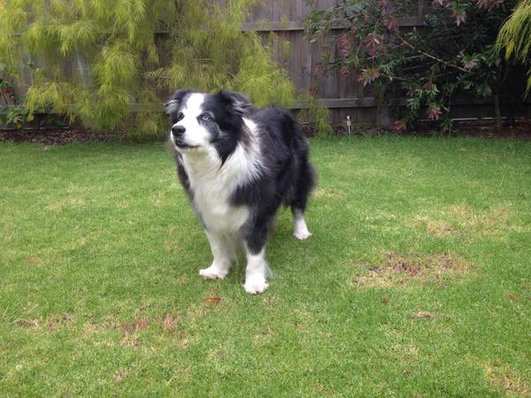 Housesitting assignment in Botanic Ridge, VIC, Australia