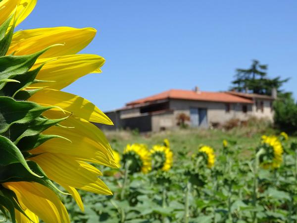 Housesitting assignment in Gaillac, France