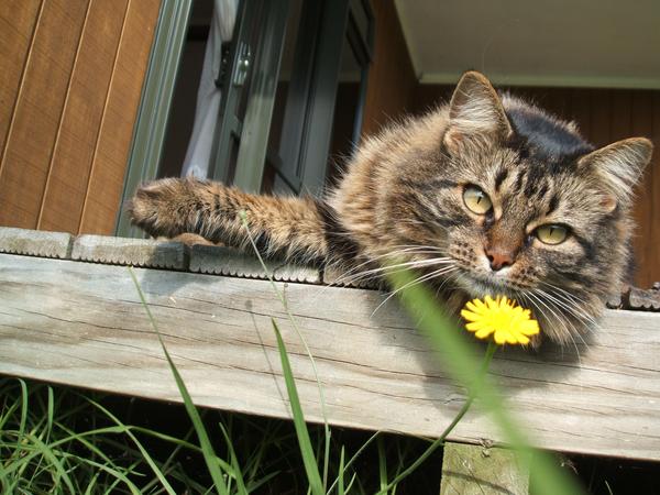 Housesitting assignment in Kaitaia, New Zealand