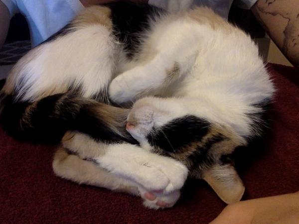 Housesitting assignment in Edmonton, Alberta, Canada