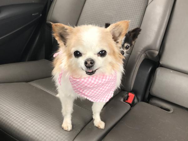Housesitting assignment in Seattle, Washington, United States