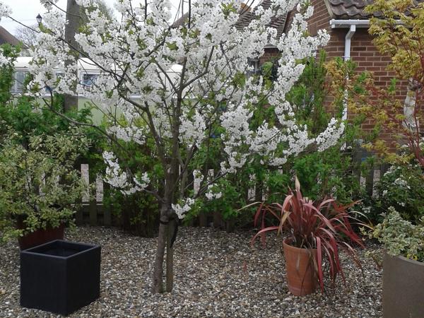 Housesitting assignment in Sandwich, United Kingdom