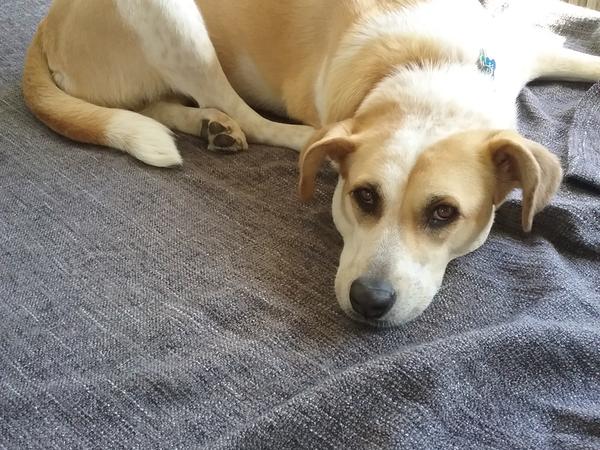 Housesitting assignment in Hannover, Germany