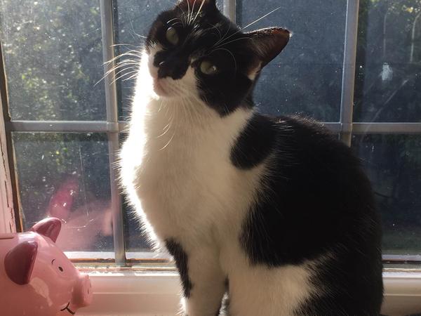 Housesitting assignment in Reading, United Kingdom