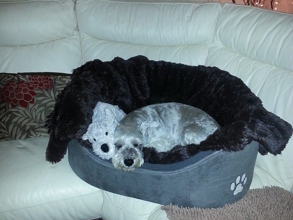 Housesitting assignment in Manchester, United Kingdom