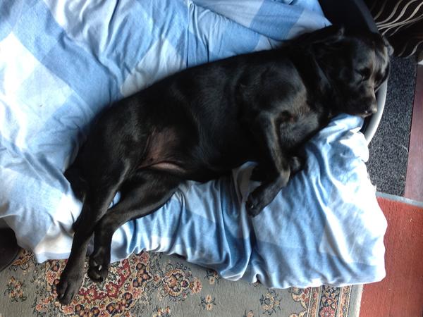 Housesitting assignment in Peebles, United Kingdom