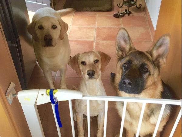 Housesitting assignment in Coja, Portugal