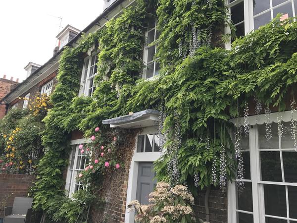 Housesitting assignment in Hertford, United Kingdom