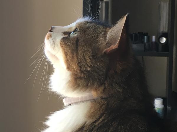 Housesitting assignment in Boronia, Victoria, Australia