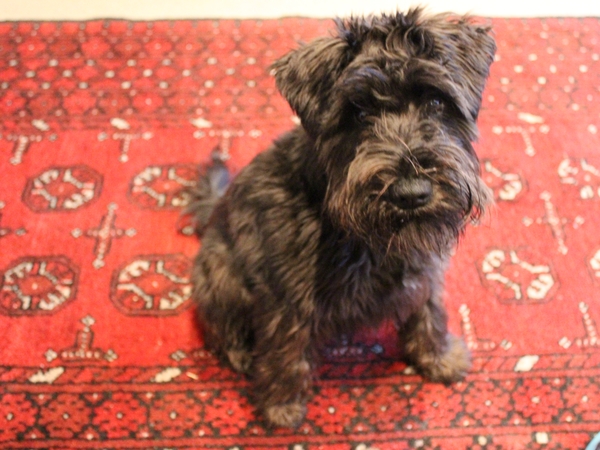 Housesitting assignment in Christchurch, New Zealand