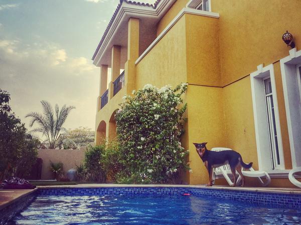 Housesitting assignment in Dubai, United Arab Emirates