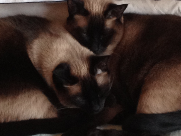 Housesitting assignment in Alençon, France