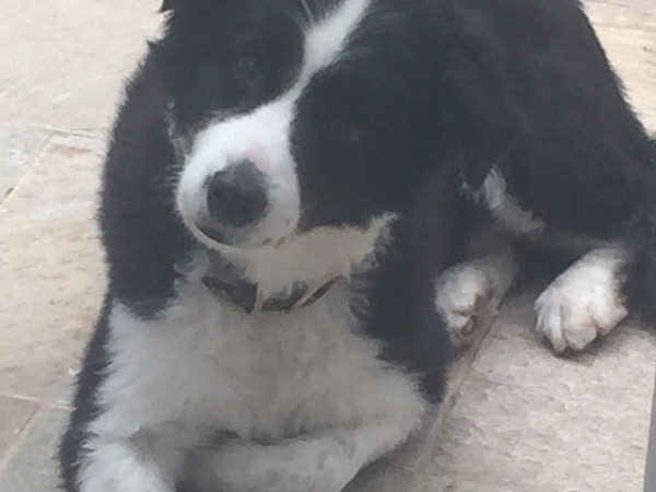 Housesitting assignment in Naremburn, New South Wales, Australia