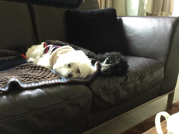 Housesitting assignment in Whangarei, New Zealand