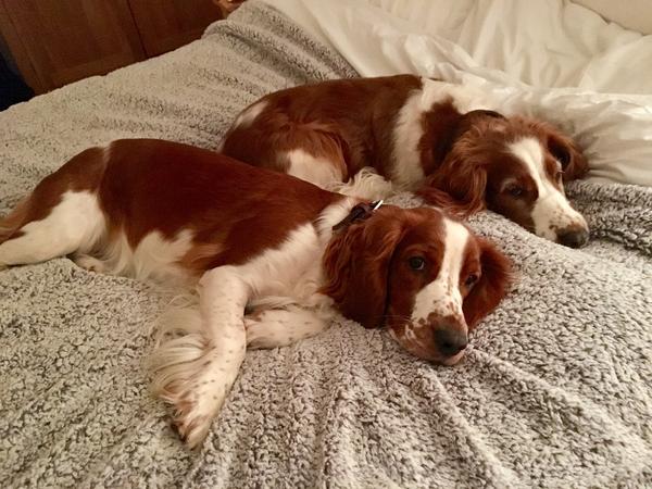 Housesitting assignment in Milton Keynes, United Kingdom