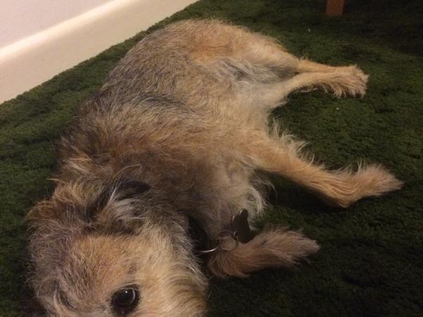 Housesitting assignment in Tetbury, United Kingdom