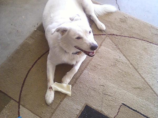 Housesitting assignment in Chino Hills, California, United States