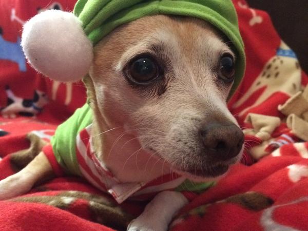 Housesitting assignment in Rancho Mirage, CA, United States