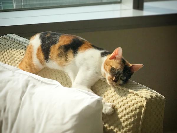 Housesitting assignment in Seoul, South Korea